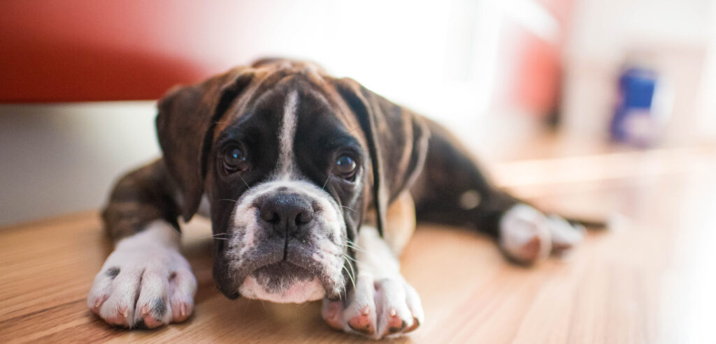 pasji tečaj mladiček