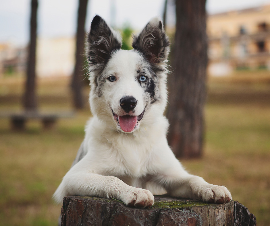 pasji tečaj najstnik