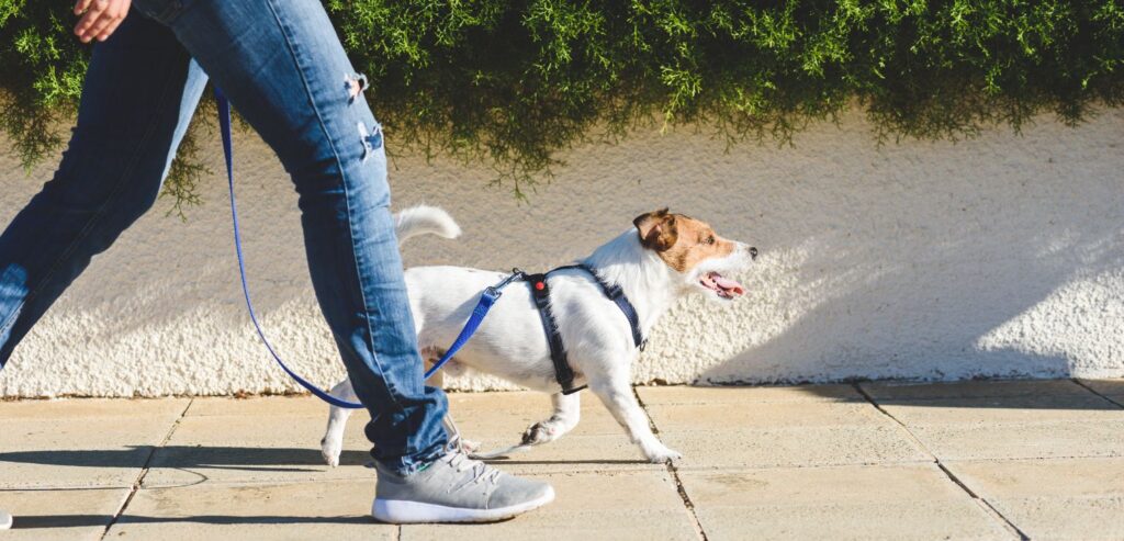 pasji tečaji cooldog