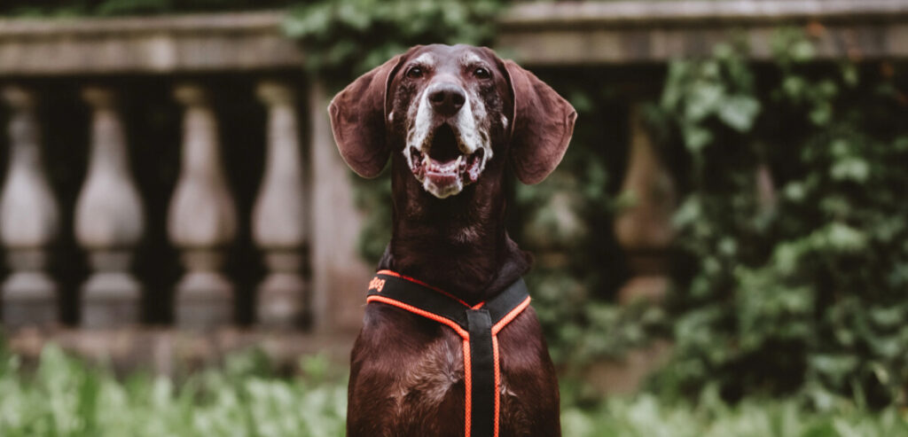 tečaj za odrasle pse