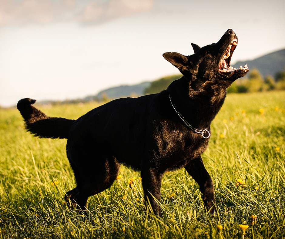 vedenjske težave cooldog