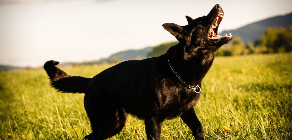 prevzgoja psa, individualni program