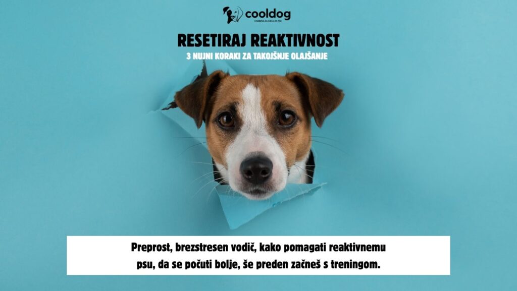 SPECIALISTI ZA VZGOJO DRUŽINSKEGA PSA Facebook Cover 1 1024x577