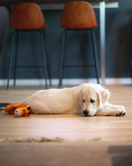 puppy1